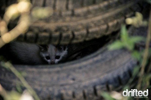 Even the kitten in the tire rack were watching