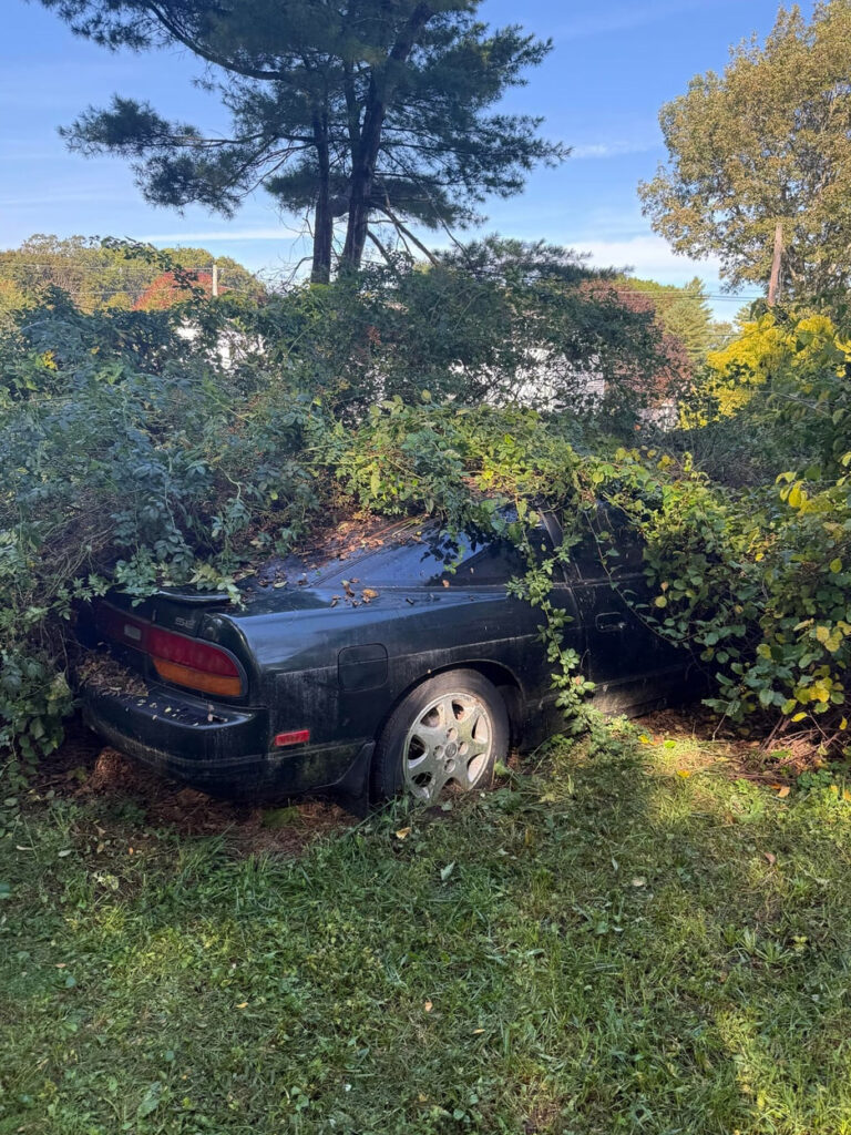 Forget Barn Finds, This 'Bush Find' Will Blow Your Mind - Image Forget Barn Finds, This 'Bush Find' Will Blow Your Mind - Image 8